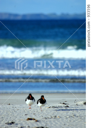 New Zealand Seabird New Zealand Seabird 933596