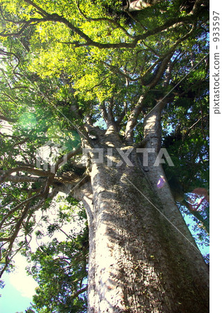 New Zealand Coromandel Peninsula 933597