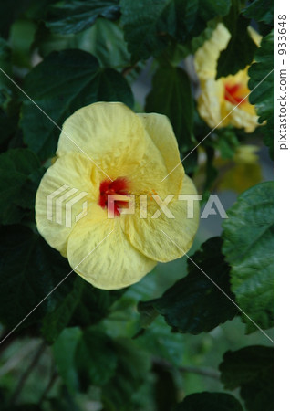 芙蓉在仲夏的檀香山發現 933648