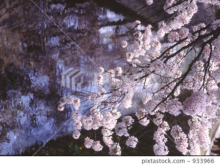 Cherry blossoms on the river Cherry blossoms on the river 933966