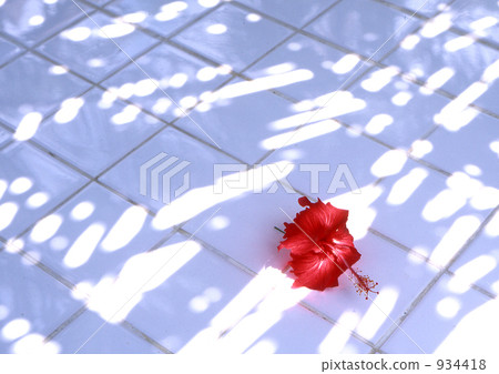 陽光葉子木槿 934418