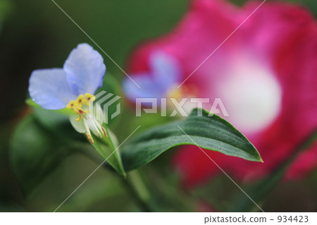 草和牽牛花 934423