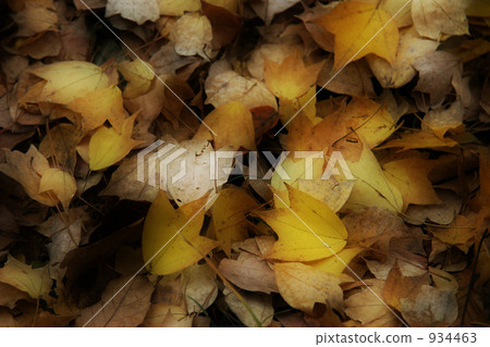 Deciduous carpet Deciduous carpet 934463