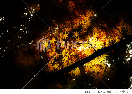 Yellow leaves beautiful Yellow leaves beautiful 934467