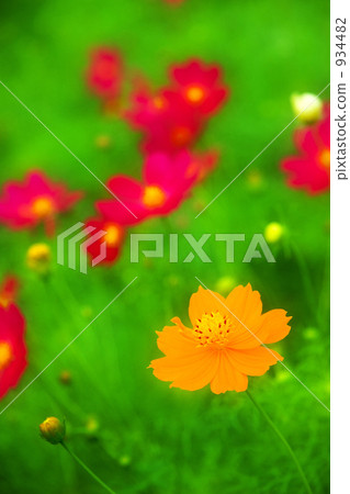黃波斯菊 黃波斯菊 934482