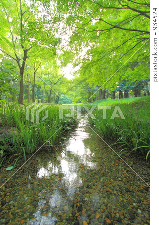Sagoro of Shimogamo Shrine's Forest Sagoro of Shimogamo Shrine's Forest 934524