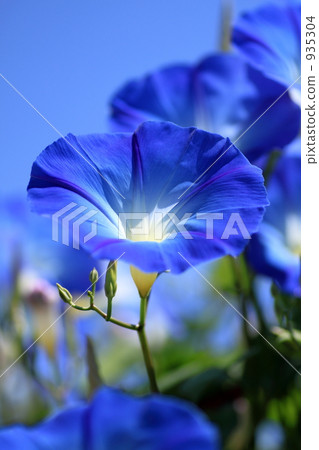 Western morning glory Western morning glory 935304