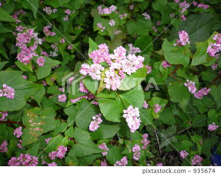 紅色的花朵 紅色的花朵 935674