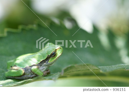 Tree frog 936151