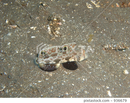 印度尼西亞 巴厘島 水生的 936679