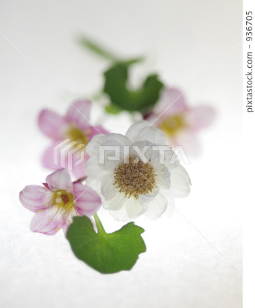 花髮簪 花朵 花 936705