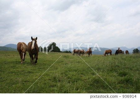 馬攝影動物 936914