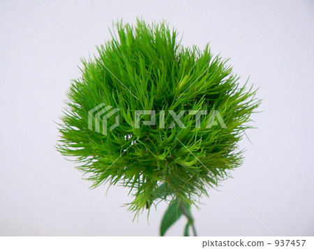 Nadesico·綠松露 937457