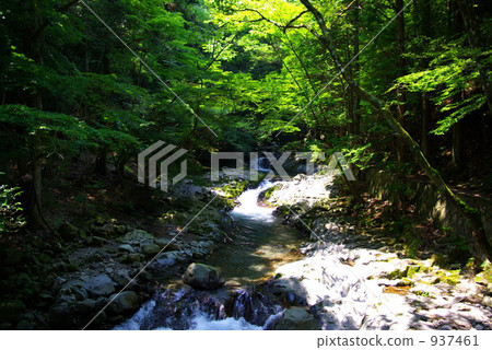 夏天伊豆Shizawa谷 937461