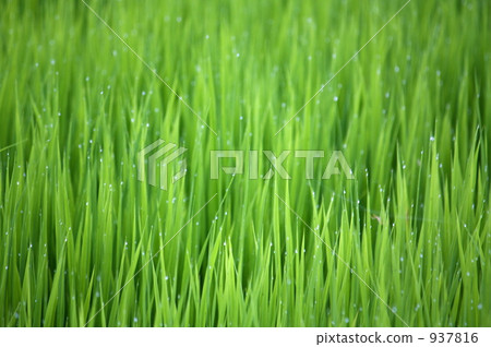 paddy, rice plant, Drop Of Water 937816