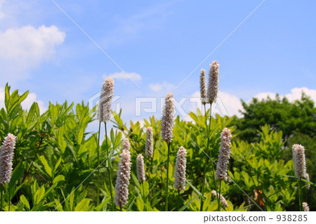 common bistort, bloom, blossom 938285