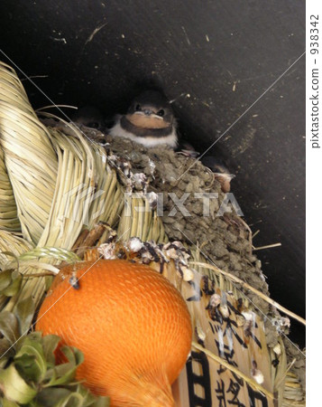 swallow's nest, mandarin orange, mikan 938342