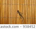 Gecko 938452