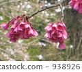 Kanahazakura blooming in the mountains 938926