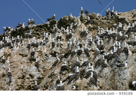 Sea birds on Vallejestas 939189