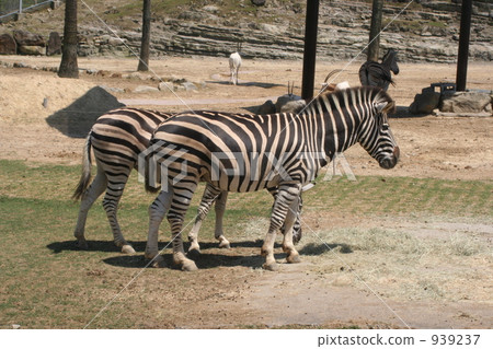 zebra, zoo, safari park 939237