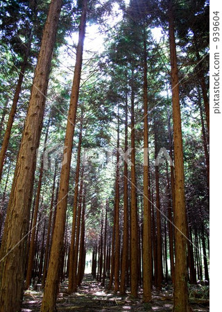 日本柳杉 針葉林 林海 939604