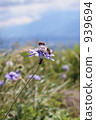 Matsumushi grass 939694