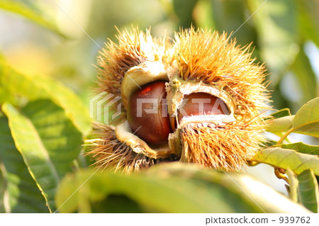 Chestnut Chestnut 939762