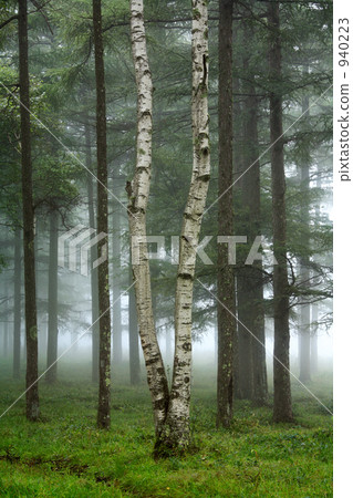 White birch and Karamatsu forest in fog 940223