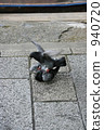 Copulation of pigeons 940720