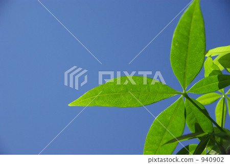 Pakira  - 藍天 940902