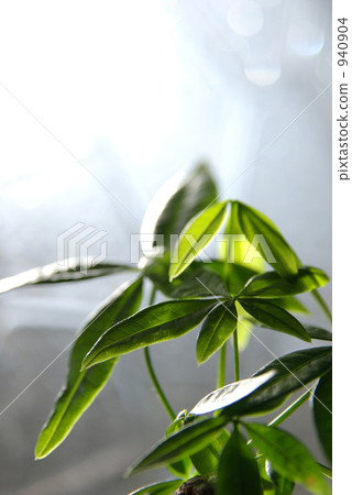 Pakira  -  Hikari 940904