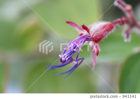 Spider flower 941141