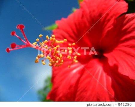紅芙蓉 紅芙蓉 941280