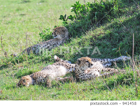 獵豹 動物 野生動物 941458