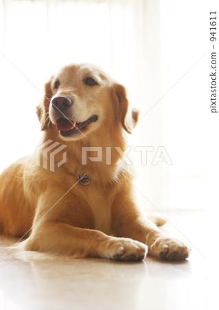 拉布拉多 拉布拉多 941611