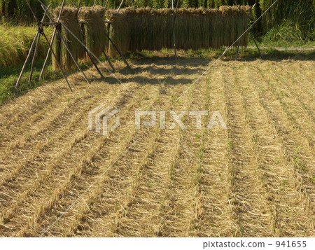 收穫已結束的稻田 941655
