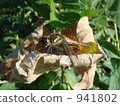 Dragonfly  941802