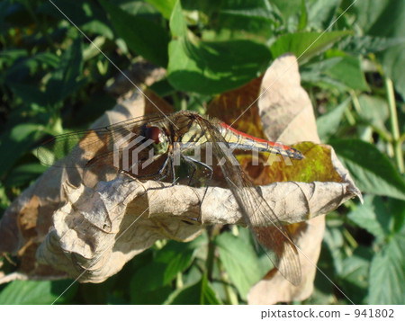 Dragonfly Dragonfly 941802