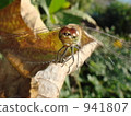 Dragonfly  941807