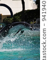 dolphin jump 941940