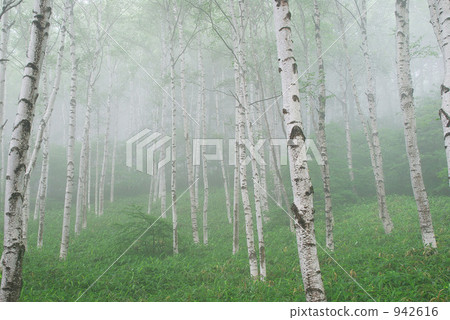 White birch forest 942616