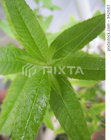 癒合綠色檸檬香脂 癒合綠色檸檬香脂 942683