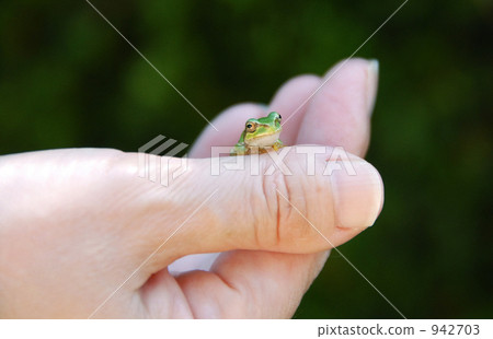 Tree frog Tree frog 942703