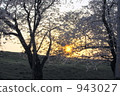 yoshino cherry tree, cherry blossom, cherry tree 943027