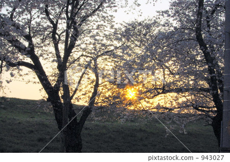 yoshino cherry tree, cherry blossom, cherry tree 943027