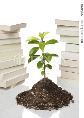 seedling, germinating, germination 943090