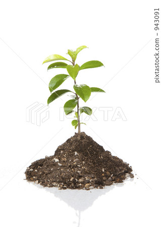 plant trees, seedling, germinating 943091