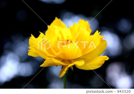 黃花 黃花 943320