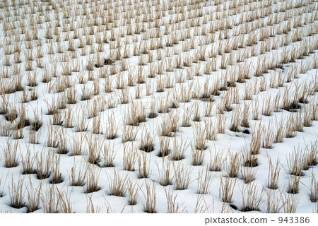 snow, snowy, paddy 943386